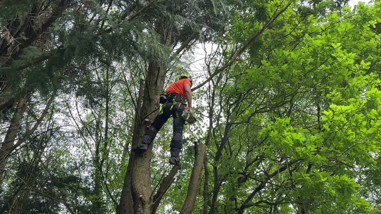 Best Tree Maintenance Programs  in Dumfries, VA