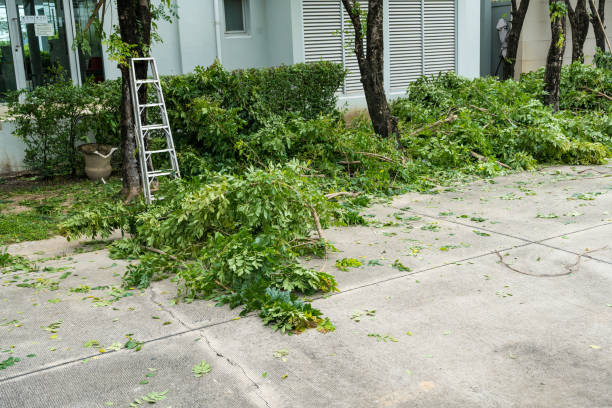 Best Palm Tree Trimming  in Dumfries, VA