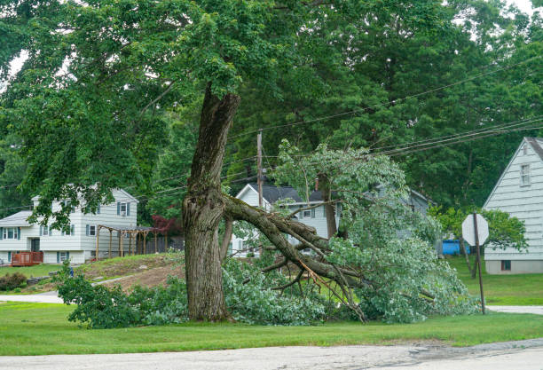 Best Tree Mulching  in Dumfries, VA